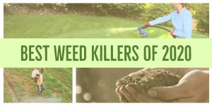 best weed killers