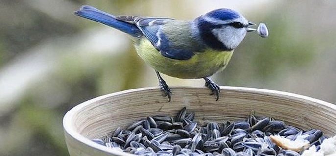 how to keep birds from eating grass seeds