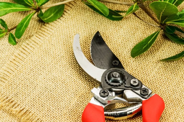 How to Sharpen Loppers Simplest Guide for 2024