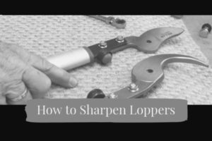 how to sharpen loppers