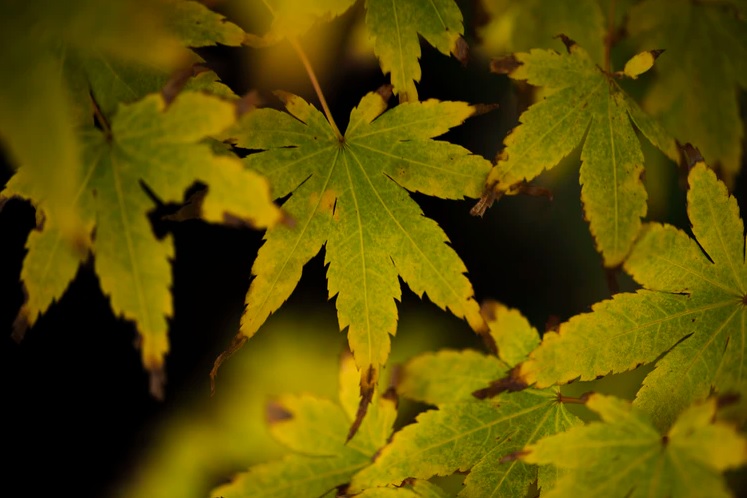 plants that look like weed