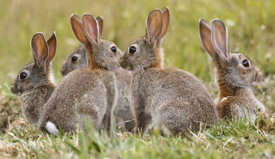 How to Attract Wild Rabbits? 4 Best Tips That You May Follow