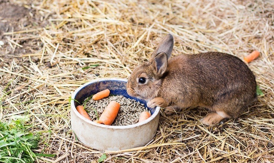 How to Attract Wild Rabbits? 4 Best Tips That You May Follow