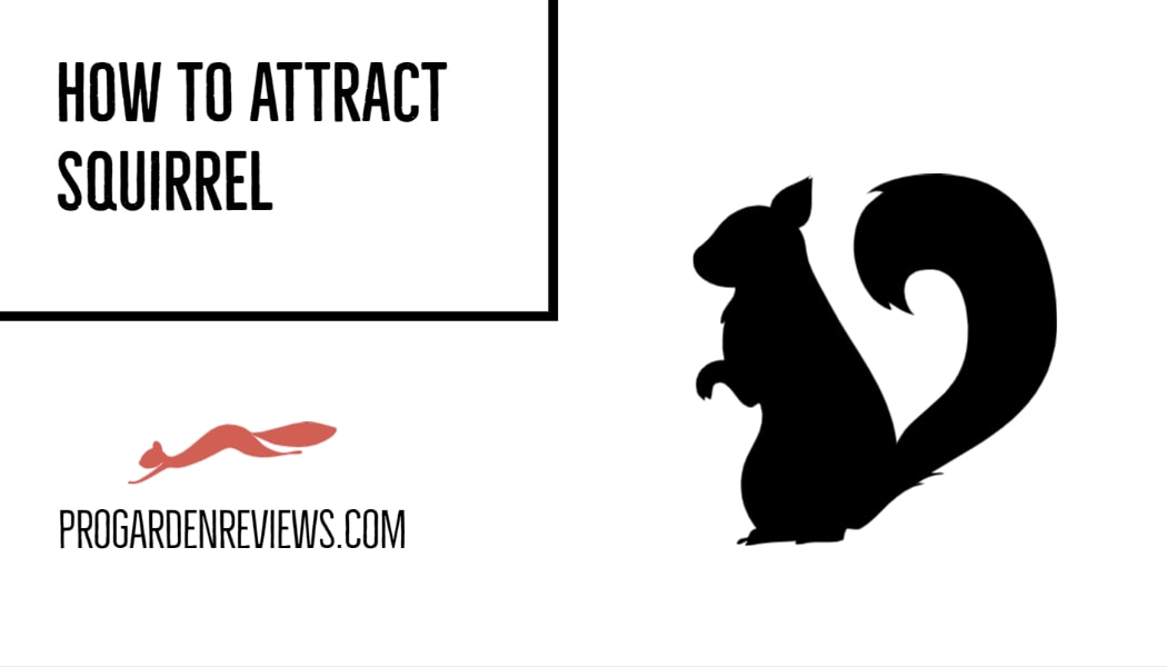 How to Attract Squirrels in Your Garden in 6 Best Ways