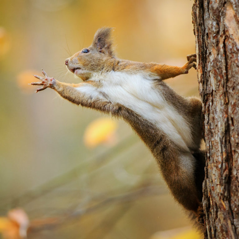 How to Attract Squirrels in Your Garden in 6 Best Ways