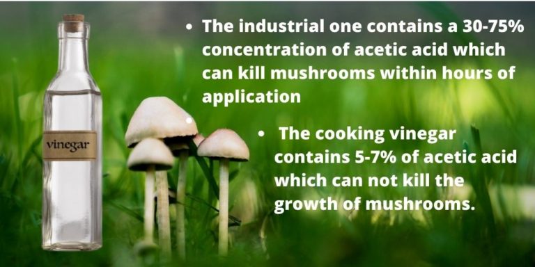 How to Get Rid of Mushrooms in the Lawn with Vinegar How To Get Rid Of Mushrooms In Your Lawn How to Get Rid of Mushrooms in the Lawn with Vinegar - How To Get Rid Of Mushrooms In Your Lawn