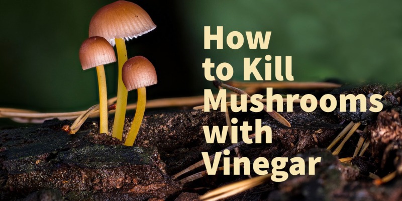 How to Get Rid of Mushrooms in the Lawn with Vinegar