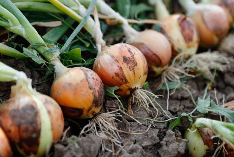 Do Onions grow underground?