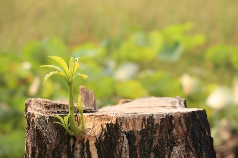 How do you keep small Trees from growing back?