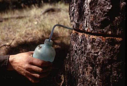 What is the Best Way to Kill a Tree without cutting it down?